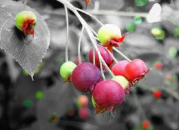 Berries